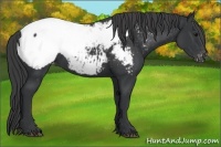 Horse Color:Black Appaloosa