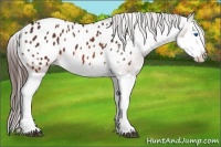 Horse Color:Bay Splash Appaloosa 