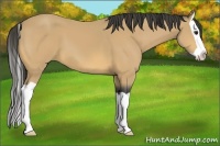 Horse Color:Buckskin Splash 