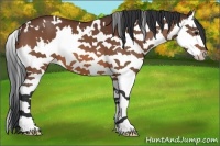 Horse Color:White Spotted Bay Splash