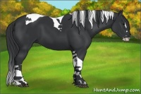 Horse Color:Black Splash Tobiano