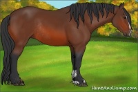 Horse Color:Bay Sabino Rabicano 