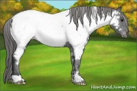Horse Color:White Spotted Black Appaloosa 