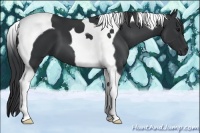 Horse Color:Black Tobiano 