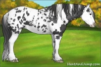 Horse Color:White Spotted Black Splash Appaloosa 