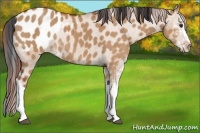 Horse Color:Bay Dun Sabino Appaloosa Rabicano