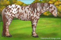Horse Color:Chestnut Appaloosa