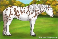 Horse Color:White Spotted Chestnut Sabino Splash Appaloosa 