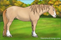 Horse Color:Gold Champagne Splash