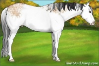 Horse Color:White Spotted Bay Ice Dun Sabino Splash Rabicano