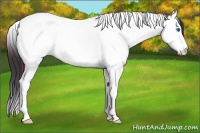 Horse Color:Plaid Black Sabino Splash Tobiano