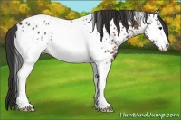Horse Color:White Spotted Bay Sabino Appaloosa