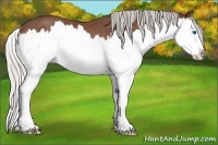 Horse Color:Silver Bay Splash Rabicano 