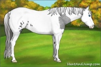 Horse Color:Black Sabino Splash Tobiano Appaloosa 