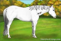 Horse Color:Grullo Splash Tobiano Appaloosa
