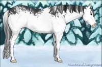 Horse Color:White Spotted Black Sabino Splash Rabicano 