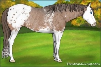 Horse Color:White Spotted Buckskin Sabino Splash Appaloosa Rabicano 