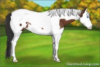 Horse Color:Bay Splash Tobiano Appaloosa 