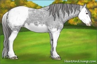 Horse Color:Black Ice Splash Appaloosa 