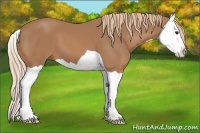 Horse Color:Chestnut Splash 
