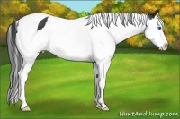 Horse Color:Black Splash Tobiano