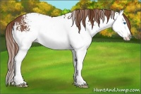 Horse Color:White Spotted Chestnut Sabino Splash