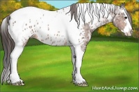 Horse Color:Bay Ice Sabino Splash Tobiano Appaloosa 
