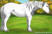 Horse Color:Black Sabino Splash Tobiano Appaloosa