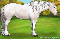 Horse Color:Bay Splash Tobiano Appaloosa 