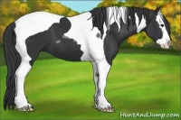 Horse Color:Black Splash Tobiano 