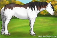Horse Color:Bay Sabino Splash Rabicano 