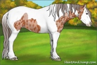 Horse Color:Bay Sabino Splash Tobiano Varnish 