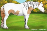 Horse Color:Gold Champagne Splash Tobiano 