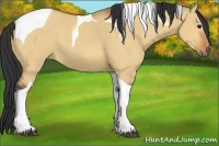 Horse Color:Bay Dun Tobiano