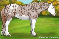 Horse Color:Chestnut Splash Appaloosa 