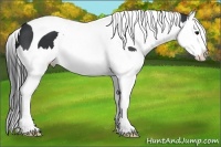 Horse Color:Black Splash Tobiano