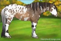 Horse Color:White Spotted Brown Splash Appaloosa