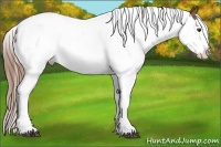 Horse Color:Chestnut Splash 