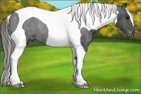 Horse Color:Black Tobiano Varnish Rabicano 