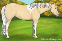 Horse Color:Silver Amber Champagne Dun Tobiano