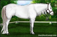 Horse Color:Chestnut Appaloosa 