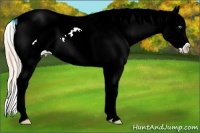 Horse Color:White Spotted Perlino Ice Dun Splash Tobiano Varnish 