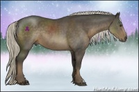 Horse Color:Liver Chestnut Rabicano