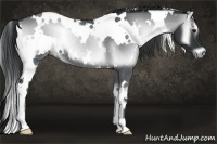 Horse Color:White Spotted Blue Onyx Chinchilla Rabicano 
