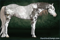 Horse Color:Liver Chestnut Sabino Splash