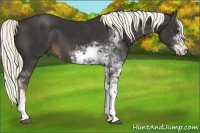 Horse Color:Liver Chestnut Sabino 