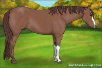 Horse Color:Chocolate Buckskin 