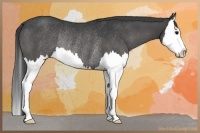 Horse Color:Black Splash Rabicano 