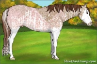 Horse Color:Red Dun Ice Splash  and Red Dun Ice Splash 