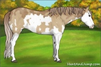 Horse Color:Red Dun Splash  and Red Dun Splash 